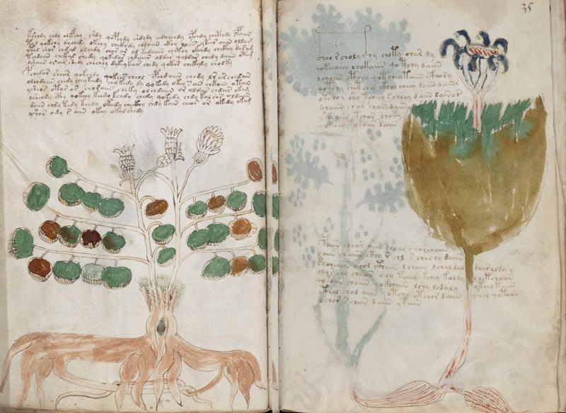 ilustraciones manuscrito voynich